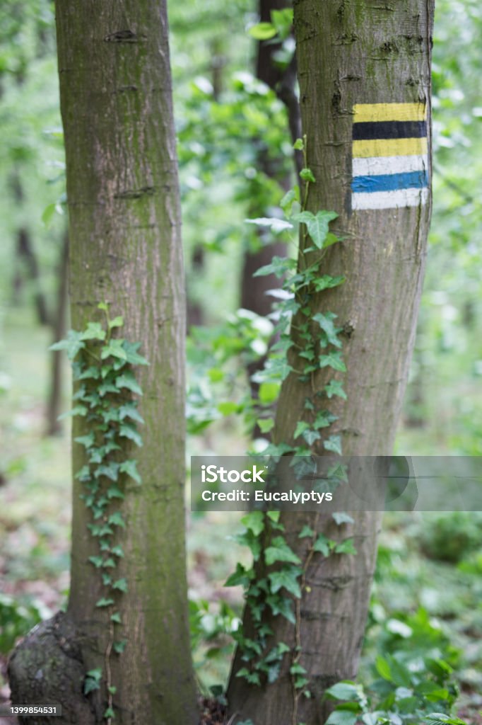 Hiking trail marker on a tree in forest. Hiking trail marker on a tree in Las Wolski forest in Krakow. Poland. No people. Close shot. Forest Stock Photo