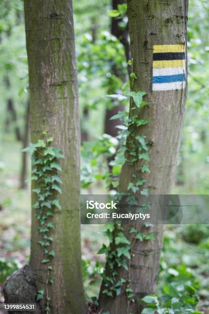Hiking Trail Marker On A Tree In Forest Stock Photo - Download Image Now - Forest, Poland, Adulation