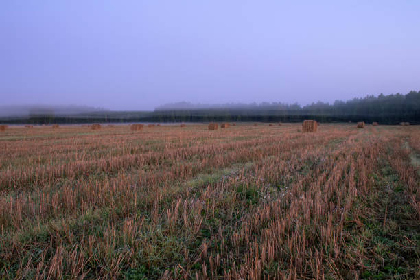 Hay-roll on meadow against sunset background.