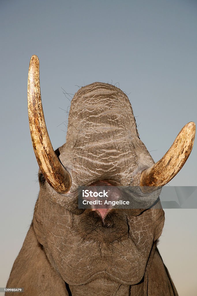 Elefante - Royalty-free Elefante Foto de stock