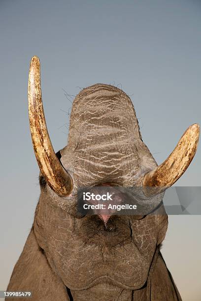 Elefante - Fotografias de stock e mais imagens de Elefante - Elefante, Fechado, Acessibilidade