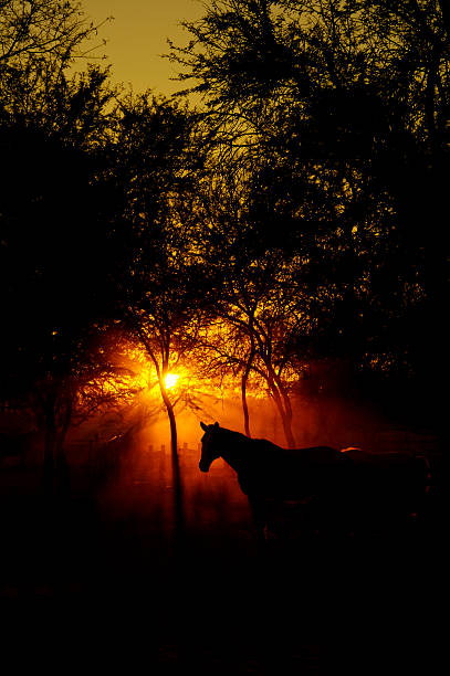 istock Early morning horse silhouette 139985480