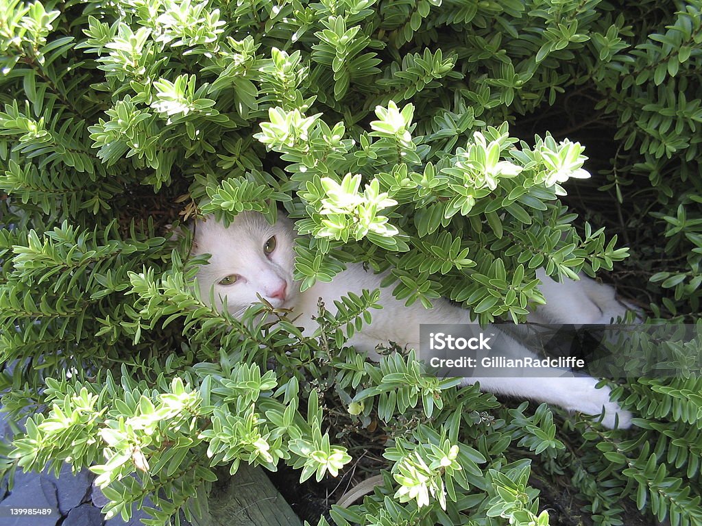 Bush baby A young white cat or kitten shading himself from the summer sun under a shrub in an English garden. Hebe Stock Photo