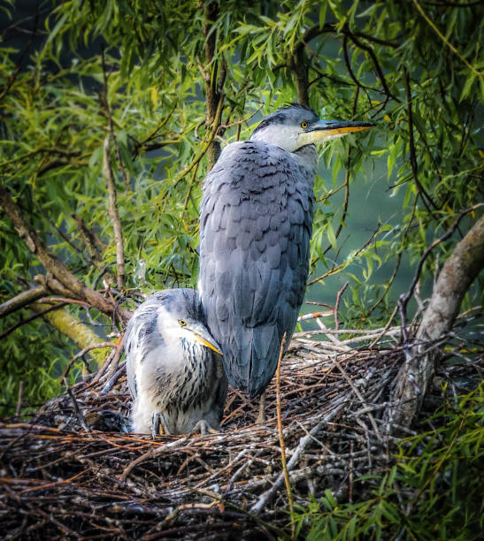 Nest with grey herons surrounded by lush foliage