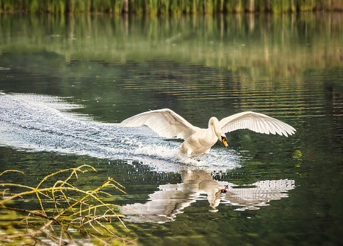 Beautiful mute swan landing on an empty lake.\nCopy space provided.\nLocation: Belgium, Europe