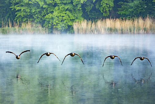 Flock of canada geese flying over a foggy lake in Europe, Belgium.
