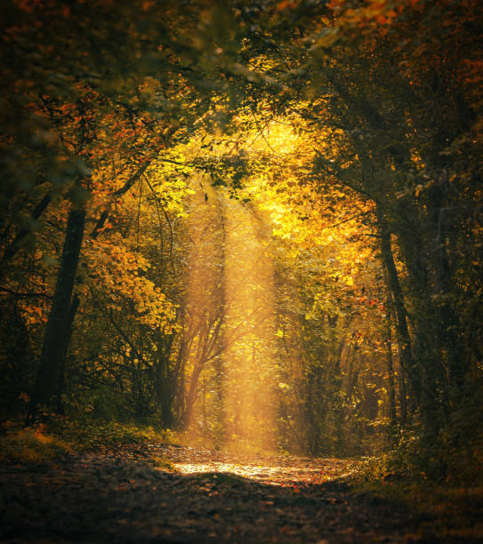 magische waldlandschaft mit sonnenstrahl, der das goldene laub beleuchtet - tree woods stock-fotos und bilder