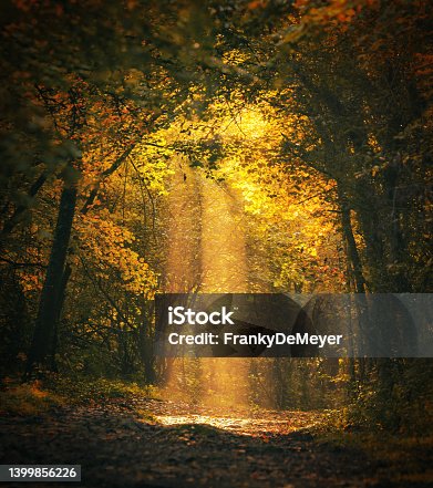 istock Magical forest landscape with sunbeam lighting up the golden foliage 1399856226