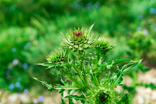 Bavaria, Germany. Close-up of  a thistle at a Wild flower meadow.