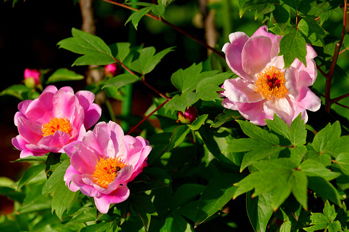 Philadelphus coronarius or sweet mock orange white flowers in the garden design.