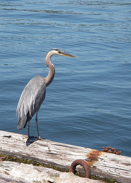 Blue Heron stock photo