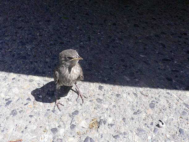 Little bird in big city stock photo