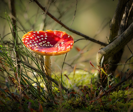 Close-up of an amanita fly agaric mushroom among grass and branches