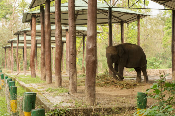 istock A single juvenile elephant taking rest at elephant shade at Dhupjhora elephant camp. 1399857404