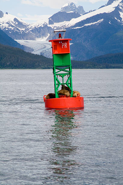istock Sea Lion Buoy 139985747