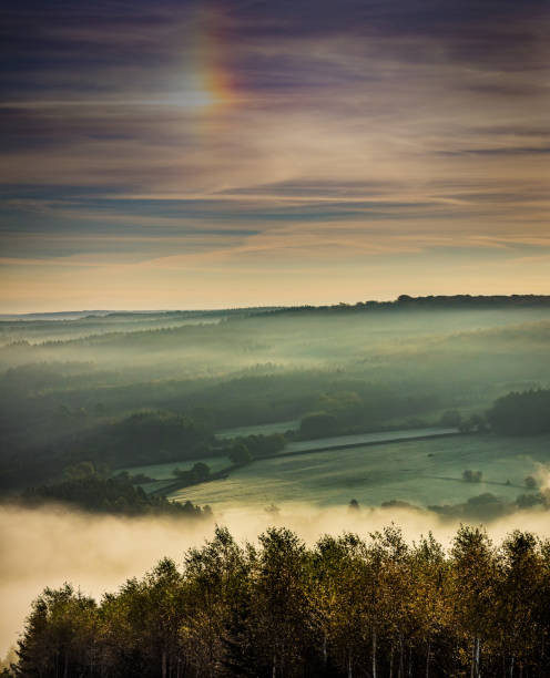 Hazy sunrise over a giant pine forest with colorful cloudscape.\nWellin, Ardennes, Belgium, Europe
