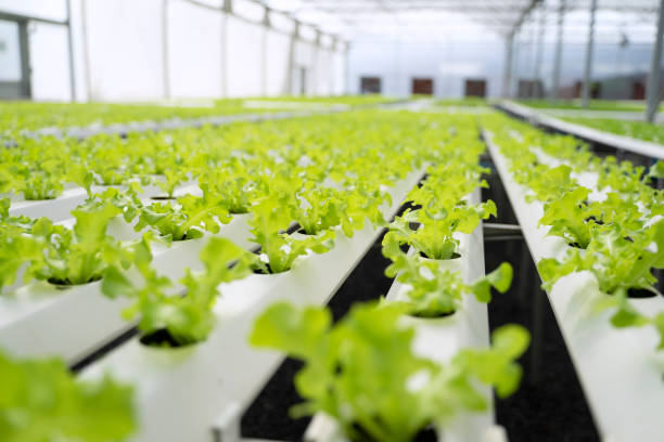 istock Entrepreneur work in hydroponic farm. Vegetables forming in greenhouse. 1399857737