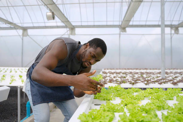 trabajo emprendedor en granja hidropónica. hortalizas formándose en invernadero. - farmer salad fotografías e imágenes de stock