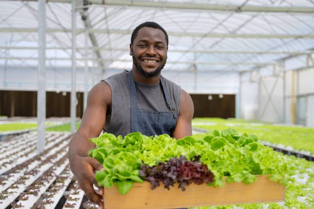 istock Entrepreneur work in hydroponic farm. Vegetables forming in greenhouse. 1399858269