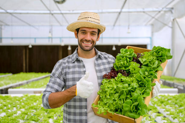 trabajo emprendedor en granja hidropónica. hortalizas formándose en invernadero. - farmer salad fotografías e imágenes de stock
