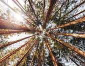 istock low angle view of trees pine 1399858570