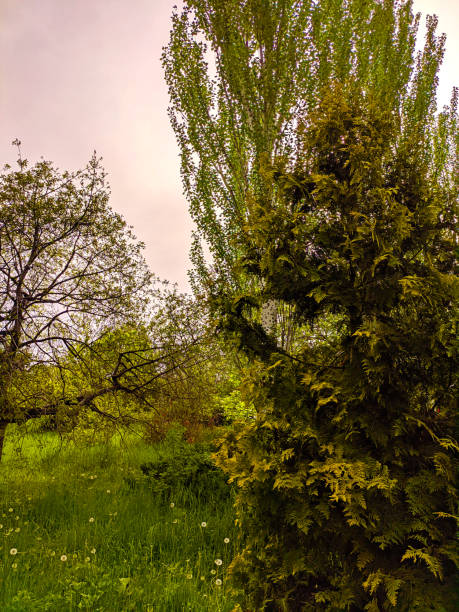 istock beauty in nature 1399858699
