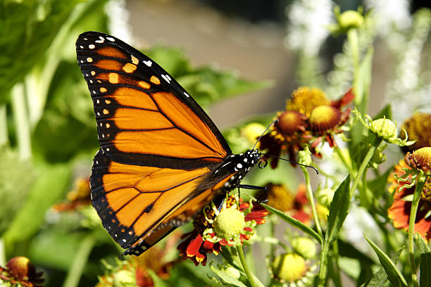Monarch Monarch butterfly on a Sneezeweed plant. Click here for more insect pictures sneezeweed stock pictures, royalty-free photos & images