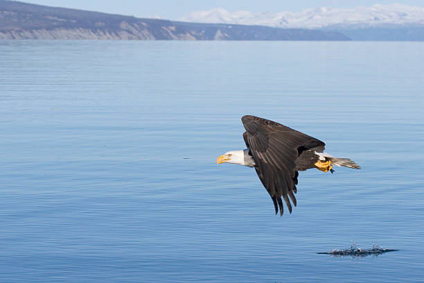 Bald Eagle Fishing stock photo