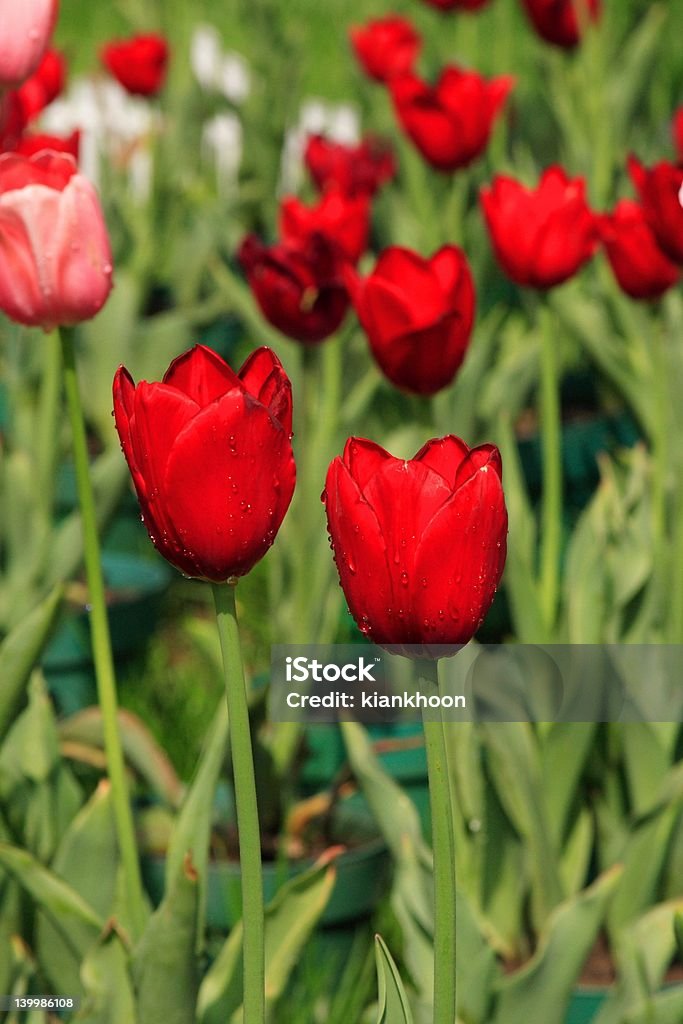 Tulipes rouges - Photo de Foule libre de droits