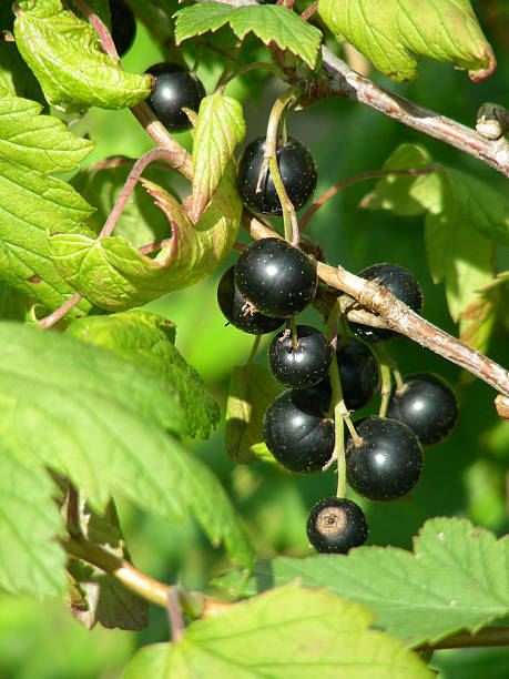 black currants stock photo