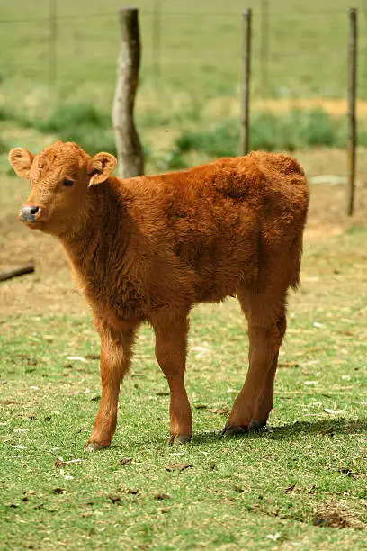 Baby cow in a field