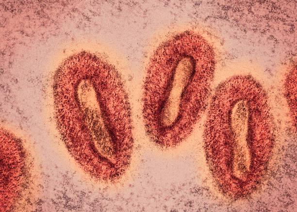 вирус оспы обезьян - scientific micrograph стоковые фото и изображения