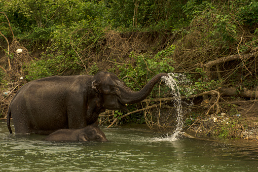 Mahout bathing his elephant in the river, Sri Lanka.  http://bhphoto.pl/IS/sri_lanka_380.jpg