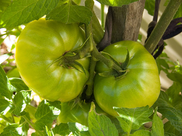 green tomato stock photo