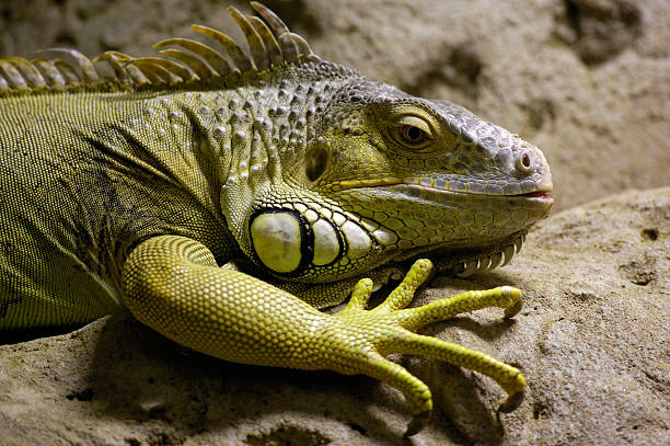 Iguana Iguana hoplocercidae stock pictures, royalty-free photos & images