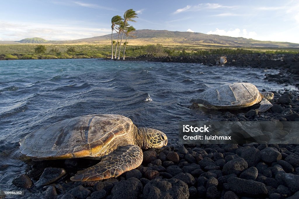 Hawaiian Turtles Marine turtles at Kiholo Bay, Hawaii. Animal Wildlife Stock Photo