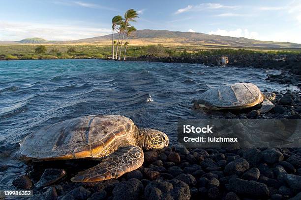 Hawaiian Turtles Stock Photo - Download Image Now - Animal Wildlife, Animals In The Wild, Beach