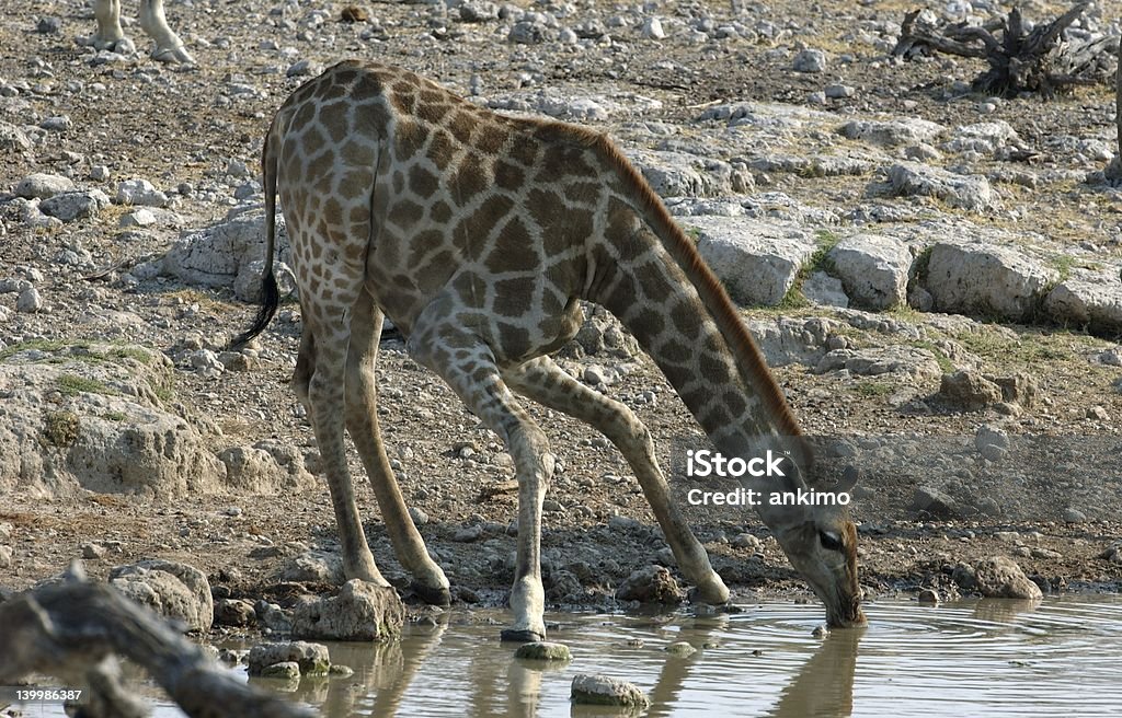 Boire de girafe - Photo de Afrique libre de droits