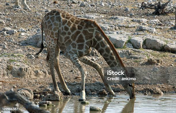 Photo libre de droit de Boire De Girafe banque d'images et plus d'images libres de droit de Afrique - Afrique, Animaux de safari, Animaux à l'état sauvage