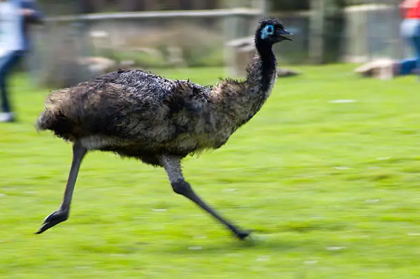 This Emu suddenly went nuts and ran around its enclosure with surprising speed. It frightened a bus load of tourists. Motion blur is intentional.