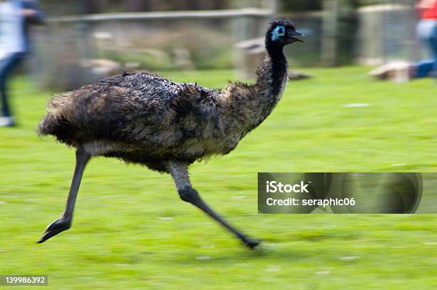 Foto de Passando e mais fotos de stock de Ema - Ema, Correr, Azul