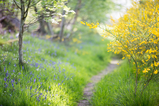 A footpath leading through a woodland glade lined with trees, broom bushes with bright yellow flowers and a meadow filled with wildflowers including bluebells and white stitchwort, on a sunny late Spring evening in the English countryside.