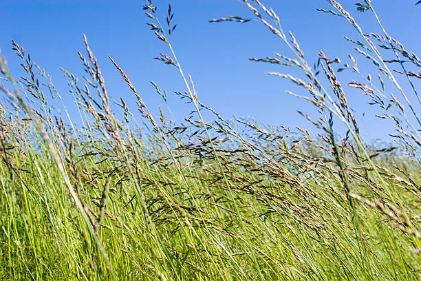 Grassy field stock photo