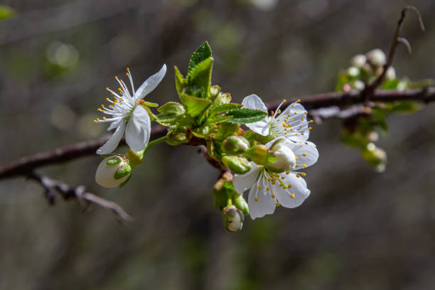 istock Blooming cherry tree in the spring garden. Close up of white flowers on a tree. Spring background 1399865151