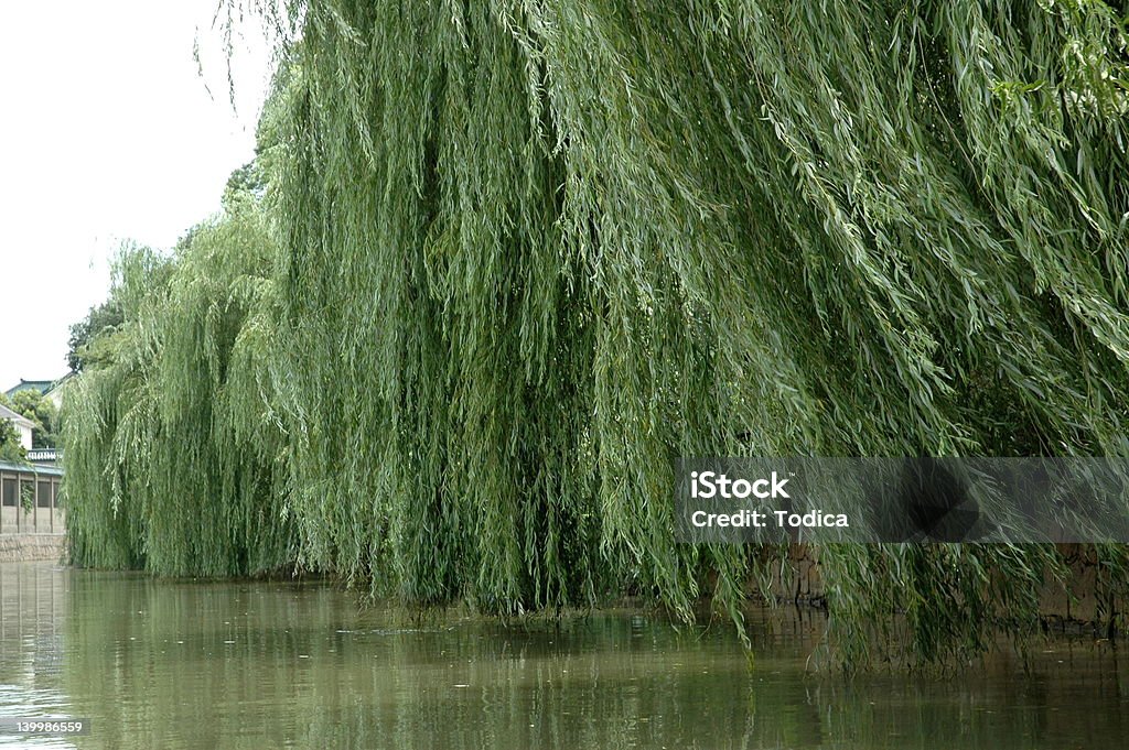 Willows - Foto de stock de Ajardinado royalty-free