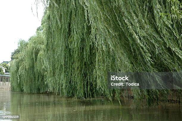 Foto de Willows e mais fotos de stock de Ajardinado - Ajardinado, Balançar, Balançar