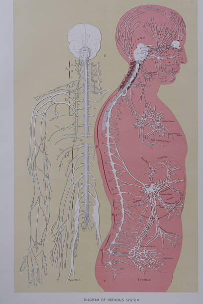 Nervous System Anatomy Drawing the anatomy of the human nervous system.  Taken from a 100 yea r old textbook on anatomy. vintage medical diagrams stock pictures, royalty-free photos & images