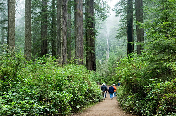 istock Tourists in Redwoods 139986628