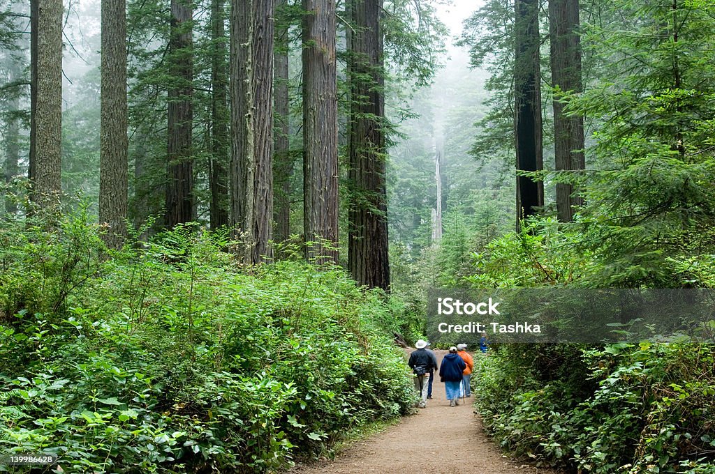 Turistas em Redwoods - Royalty-free Andar Foto de stock
