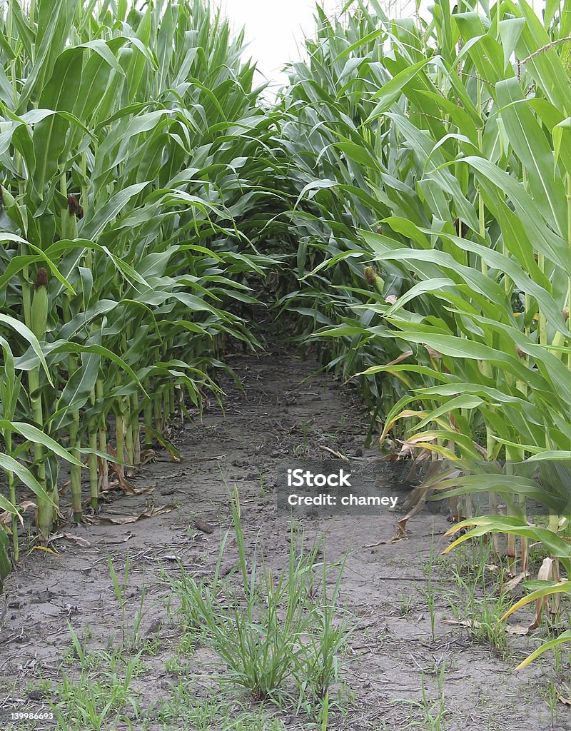 Cornfield caminho - Foto de stock de Escuro royalty-free